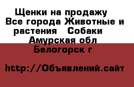 Щенки на продажу - Все города Животные и растения » Собаки   . Амурская обл.,Белогорск г.